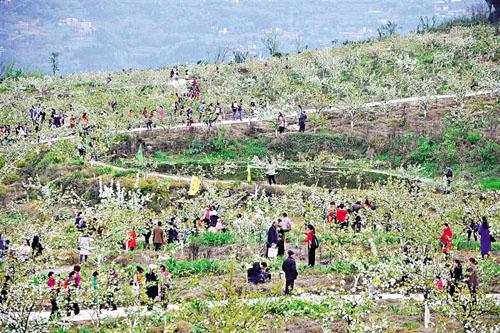 踏青赏花成为清明假期最热门出游主题