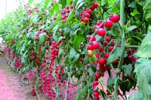 探秘航天育种蔬菜瓜果大棚 太空果蔬并非小怪