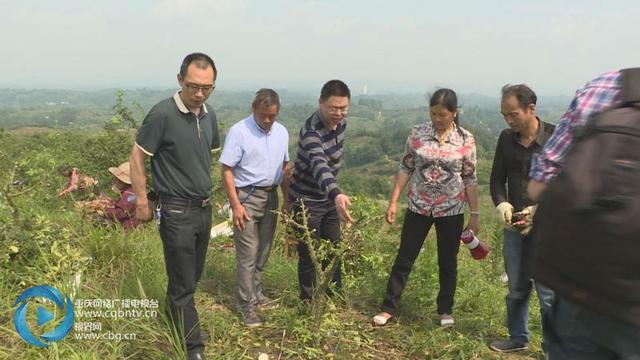 垫江县砚台镇大力扶持农民种植花椒,加快脱贫致富步伐.