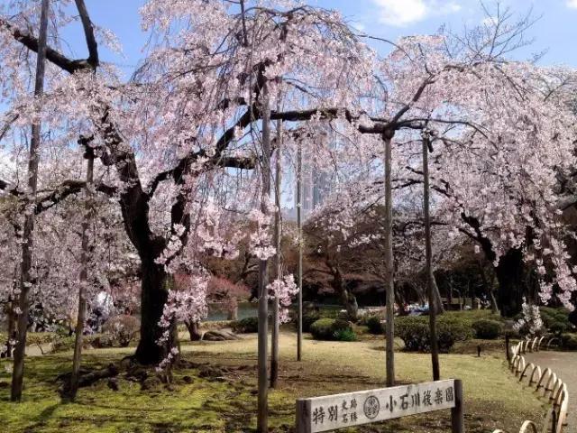 航日本九州观光推介会来渝 日本樱花季时间表
