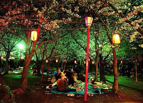 浪漫樱花雨 春天去看花瓣飘零的日本