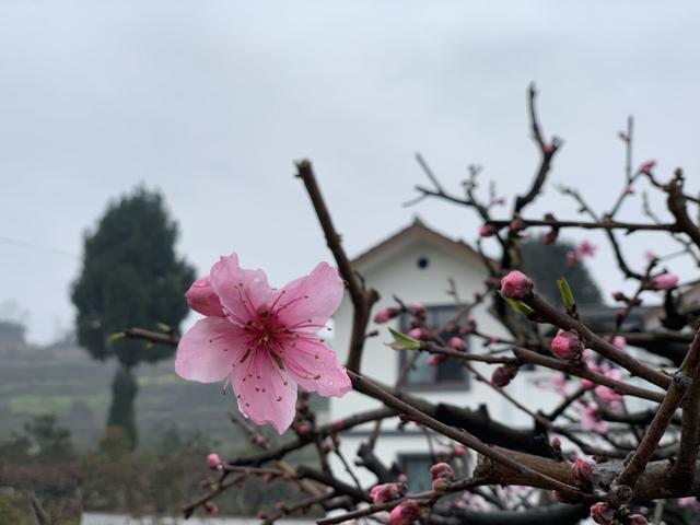 撩桃花从合川开始 12条1日游赏花季线路任你选