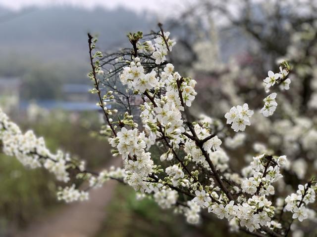 撩桃花从合川开始 12条1日游赏花季线路任你选