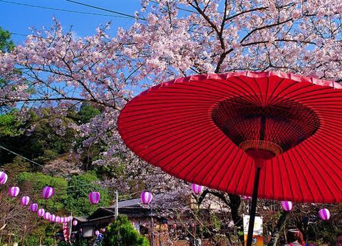 浪漫樱花雨 春天去看花瓣飘零的日本