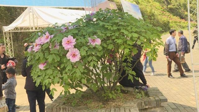微信图片_20180407100950