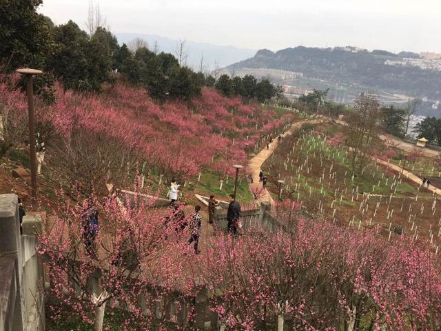 万州太白岩公园千株红梅绽放 市民踏春赏花