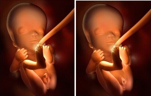 胎儿在子宫40周发育全过程