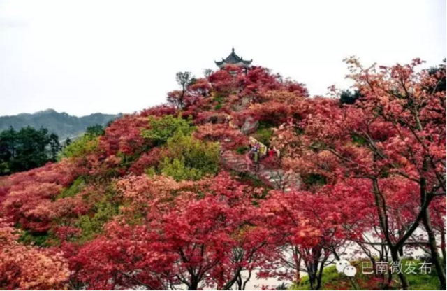 巴南跳石五洲园“红透半边天”