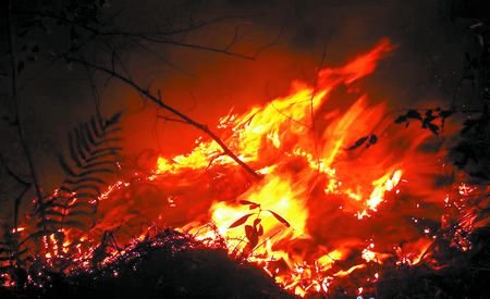 垫江忠县交界山林起火 两地万人合力连夜扑救