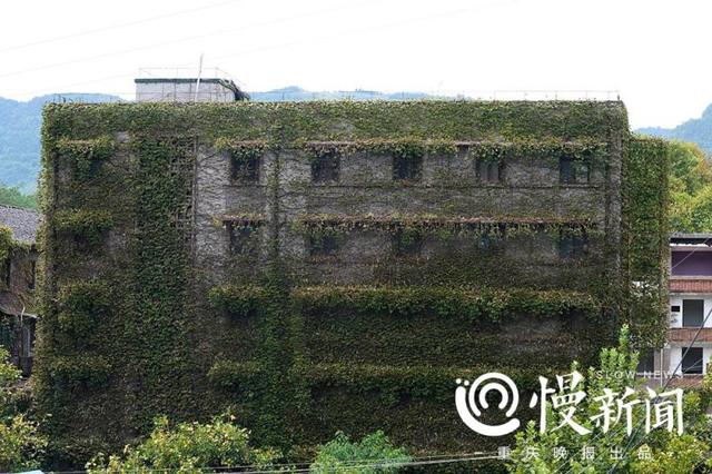 老厂房披满青藤犹如绿野仙踪 行走其间仿佛时光倒转