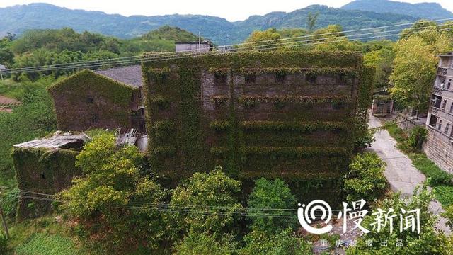 老厂房披满青藤犹如绿野仙踪 行走其间仿佛时光倒转