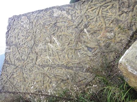 万州区铁峰乡发现的虫迹化石 重庆自然博物馆供图图片