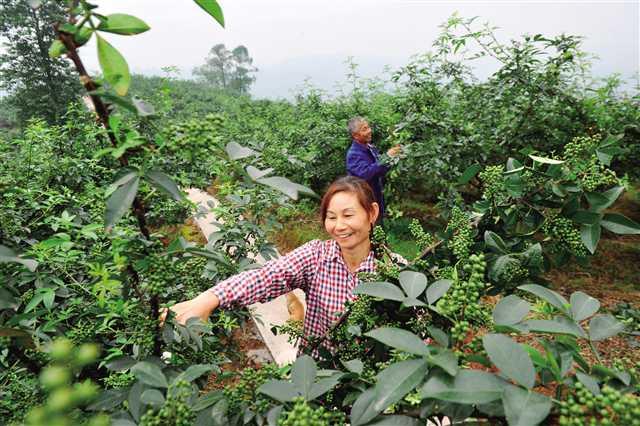 江津把花椒做成全国性脱贫产业