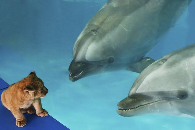 乐和乐都动物园 狮子和海豚一起玩