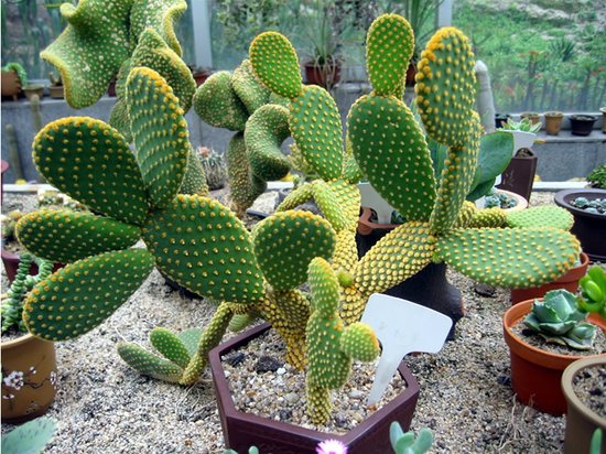 仙人掌真能防辐射? 8个防辐射流言别信