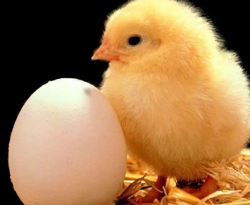 禽流感来袭少吃鸡:鸡身上哪些部位最不安全?