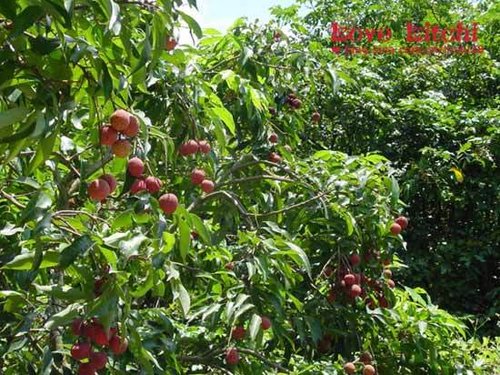 一骑红尘妃子笑+福建龙海荔枝园采摘攻略