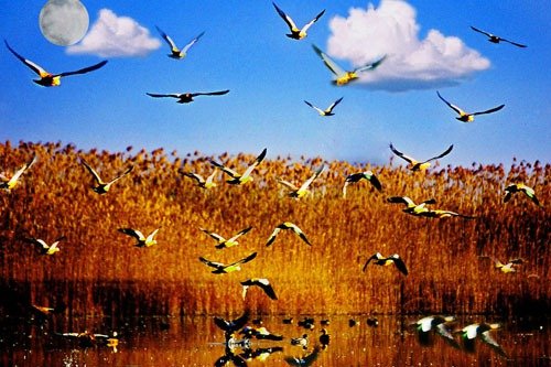 美丽无比的水上公园 走近西南五大草海