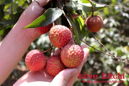 一骑红尘妃子笑 福建龙海荔枝园采摘攻略