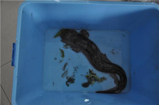 市民捡到娃娃鱼 民警帮它找新家(图)
