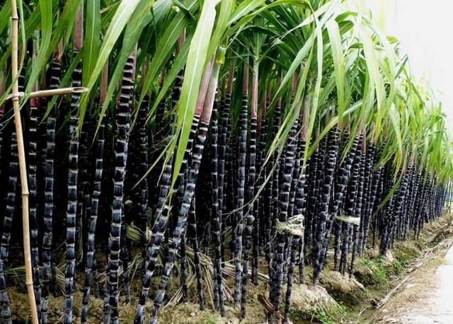 怎么种甘蔗最好 139125010.jpg