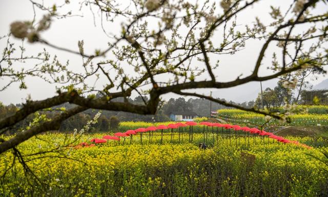 百花齐放春意浓巴南春游赏花季等你来图