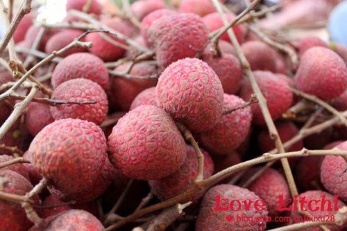 一骑红尘妃子笑 福建龙海荔枝园采摘攻略