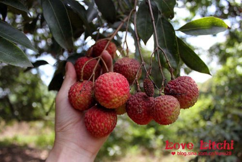 一骑红尘妃子笑 福建龙海荔枝园采摘攻略