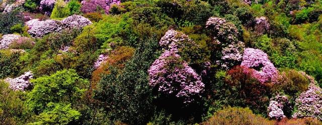 春光不等人清明快出游 重庆周边踏青地推荐