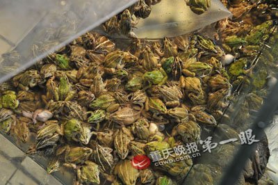 杨家坪家乐福公开出售保护动物黑斑蛙