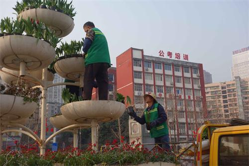 为营造年味 20万株郁金香点缀平湖万州