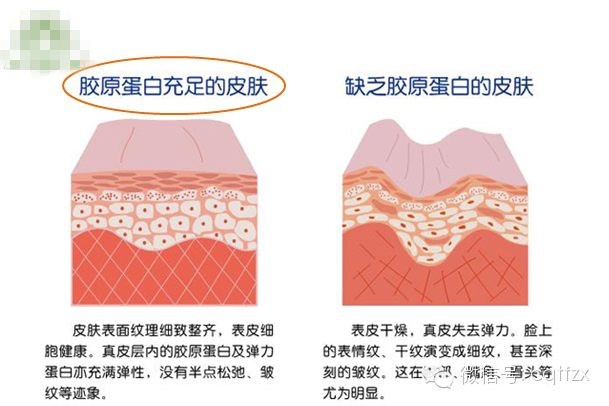 <em>胶原蛋白对女人的</em>十大<em>作用</em>,90%的女人不知道