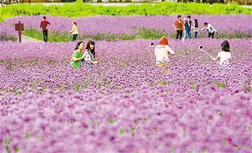 端午小长假重庆接待游客727.11万人次