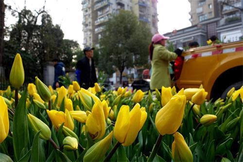 为营造年味 20万株郁金香点缀平湖万州