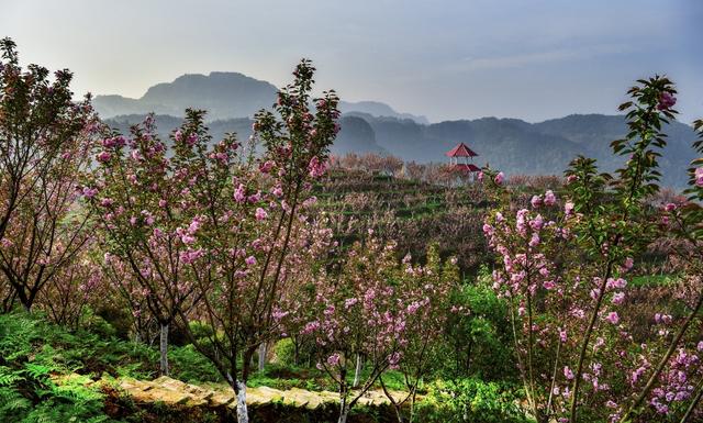 百花齐放春意浓巴南春游赏花季等你来图