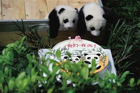动物园大熊猫宝宝满百天啦 今起可去打望萌宝