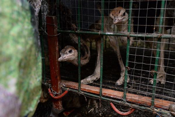 涪陵一个人的动物园 | 见到有人来，非洲狮惊恐得像个孩子