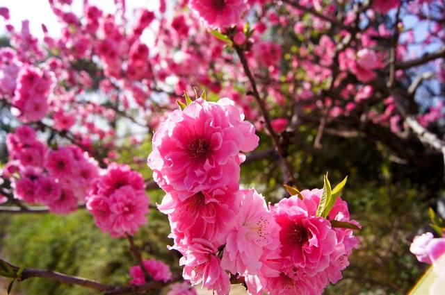 赏春踏青趁早 这份攻略收好_大渝网_腾讯网