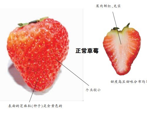 半斤草莓催成一斤 中间空腔的草莓可能用膨大剂