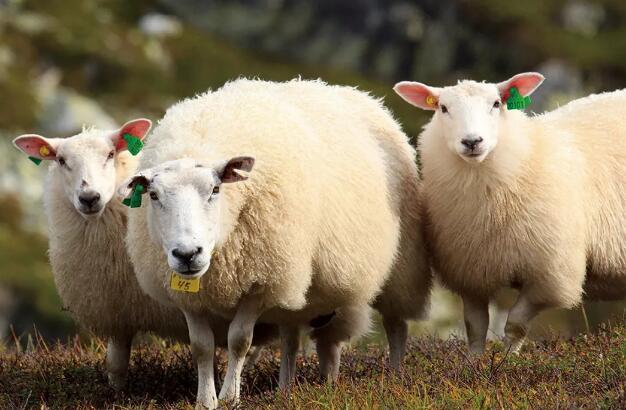 澳洲国宝级床垫-SleepMaker造梦者