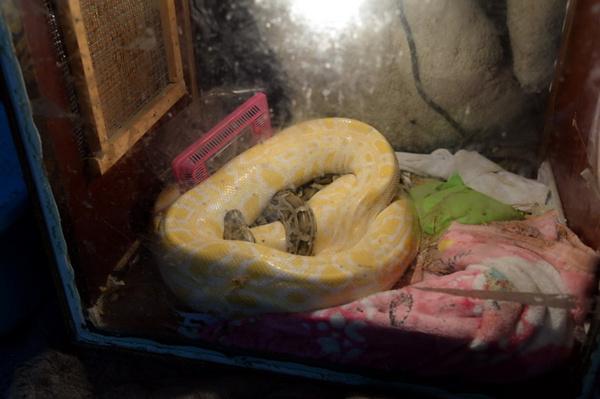 涪陵一个人的动物园 | 见到有人来，非洲狮惊恐得像个孩子