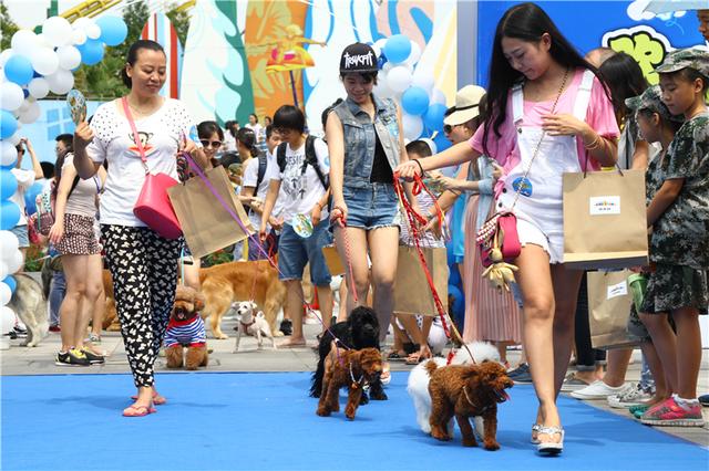 首创萌宠开放日 成都欢乐谷上演狗狗大战