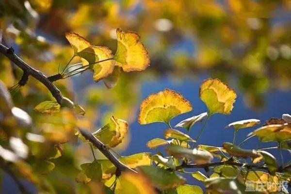 11月重庆降水量比常年偏多 未来3天以阴雨天气