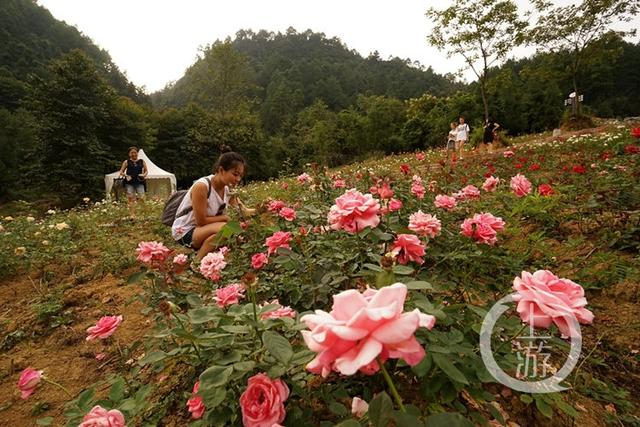 重庆各区旅游接待依旧红火 国庆渝中区接待游客最多
