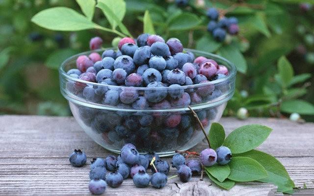 蓝莓有助治疗宫颈癌