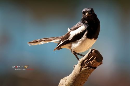 美女野兽约会 新单电索尼A35试用