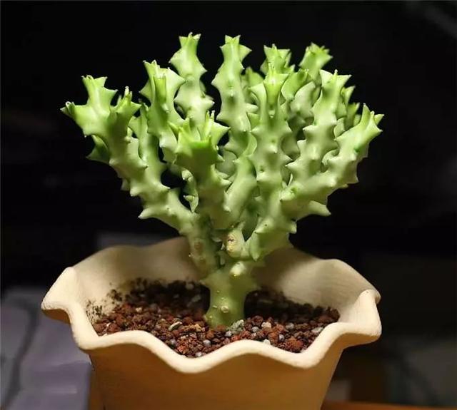 家里养的多肉植物可能有毒?看完秒懂