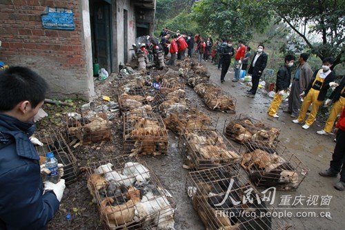 重庆志愿者救助千余只欲贩卖至广州宠物狗