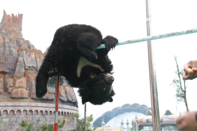 5.1来看乐和乐都动物运动会 黑熊跨栏不逊刘翔