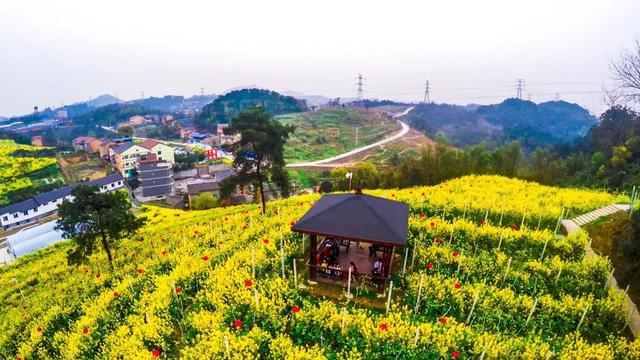 香艳田园花海 醉美颐麓欢歌!沙区春日赏花好去处